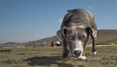 House sitting and pet sitting jobs worldwide