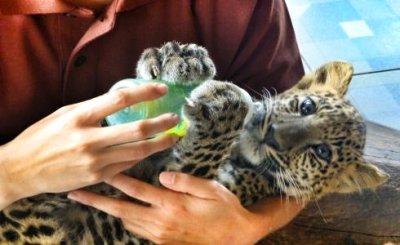 Safari Park Volunteers in Thailand