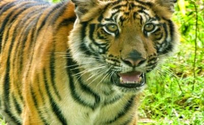 Volunteering with wild animals in Thailand