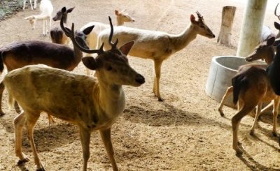 Safari Park Volunteers in Thailand
