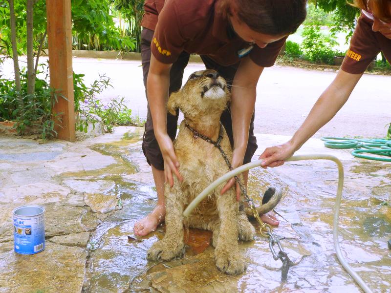 Safari Park Volunteering