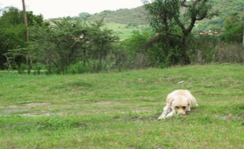 House Sitter for Holiday house just outside sunny Salta