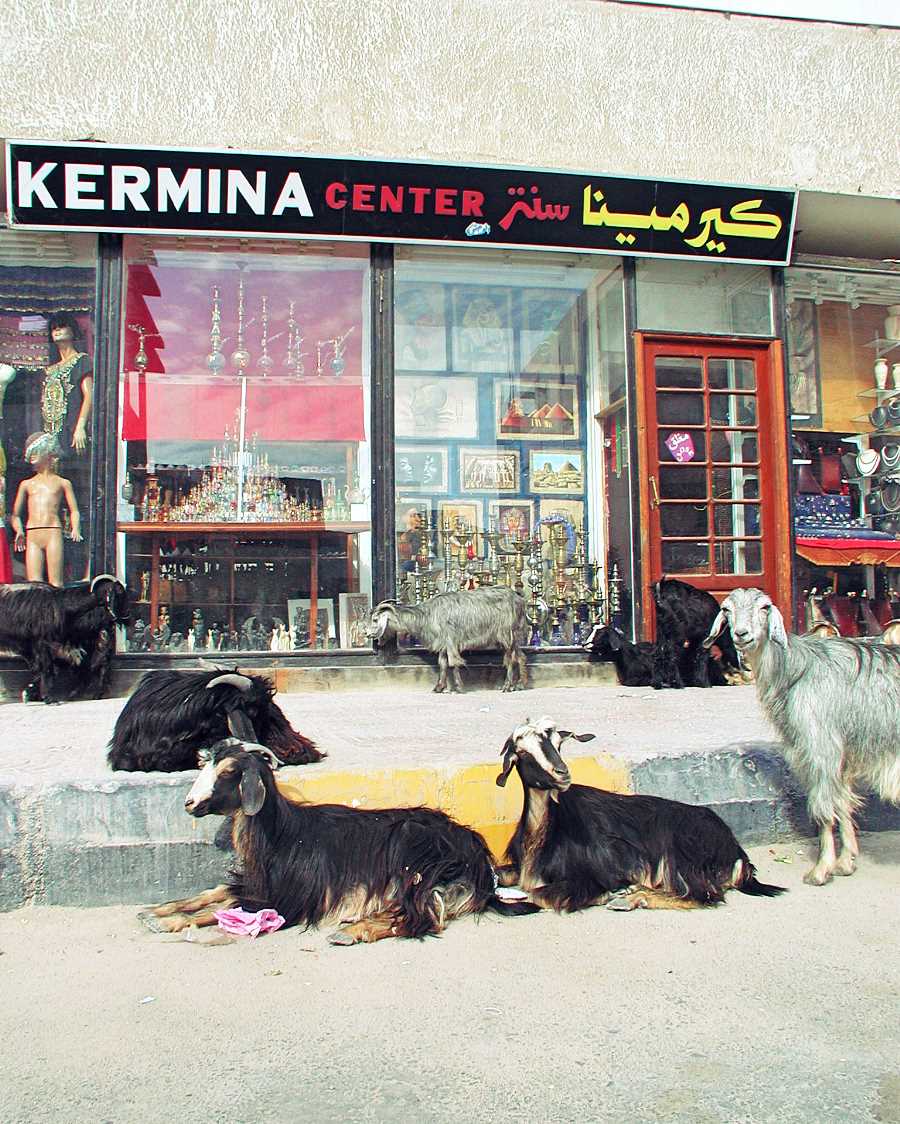 Goats outside a shop in Hurgharda, Egypt