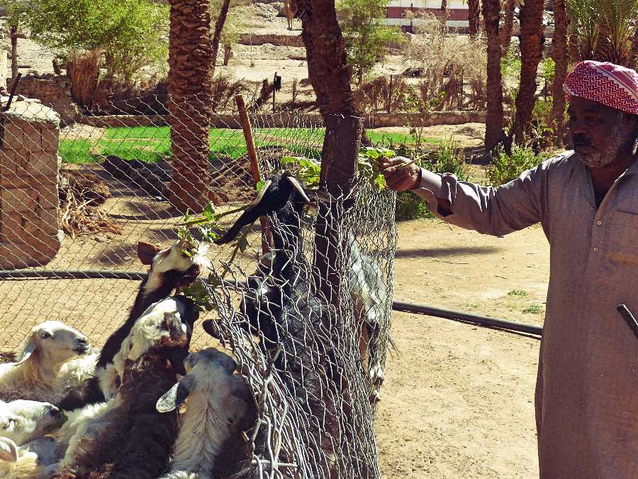 Bedouin feeds goats