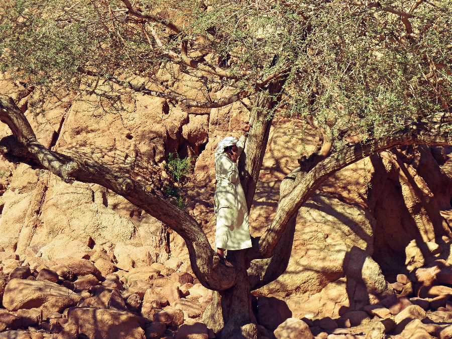 Bedouin up a tree making a phone call
