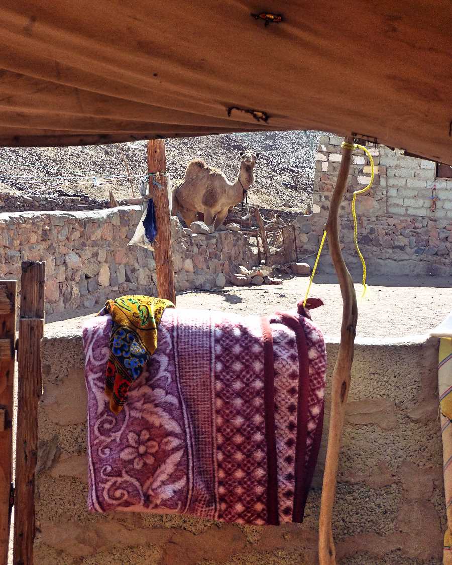 A camel considers shoving his head into the outdoor toilet
