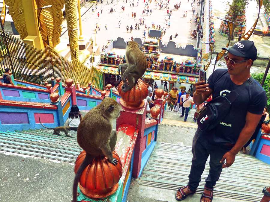 Batu Caves monkeys. Kuala Lumpur, Malaysia
