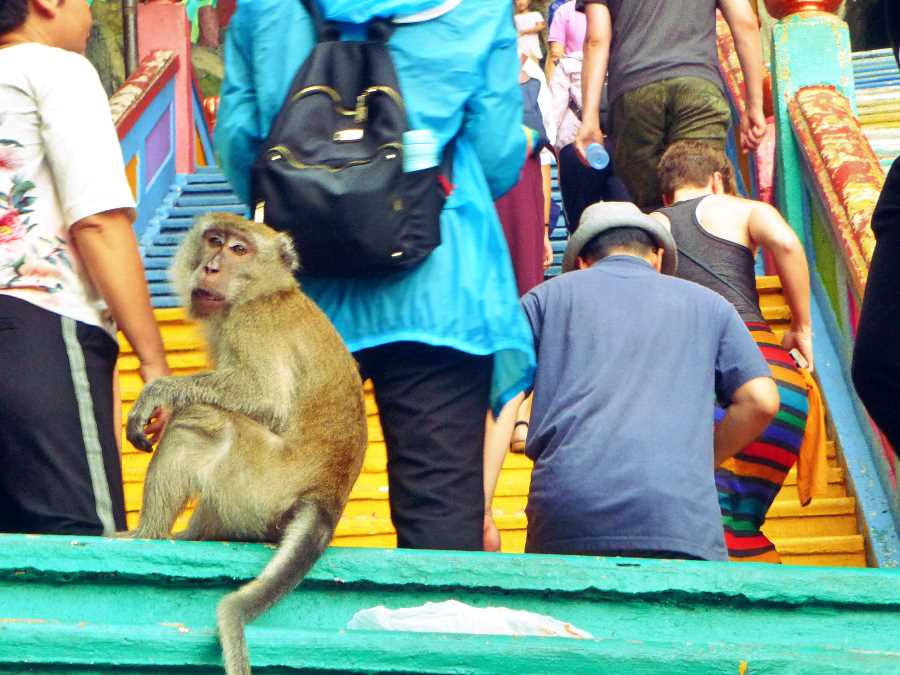 Batu Caves monkey. Kuala Lumpur, Malaysia