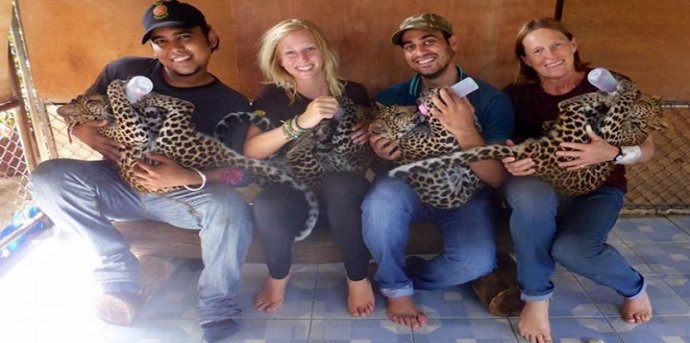 Volunteers feed leopard cubs