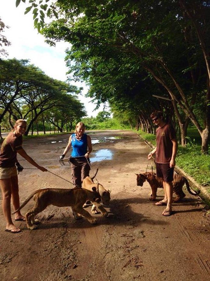 Help to improve the welfare of the animals in Thailand