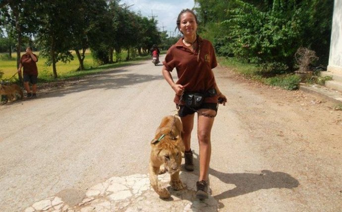 Volunteers exercise lions and other big cats as part of their duties