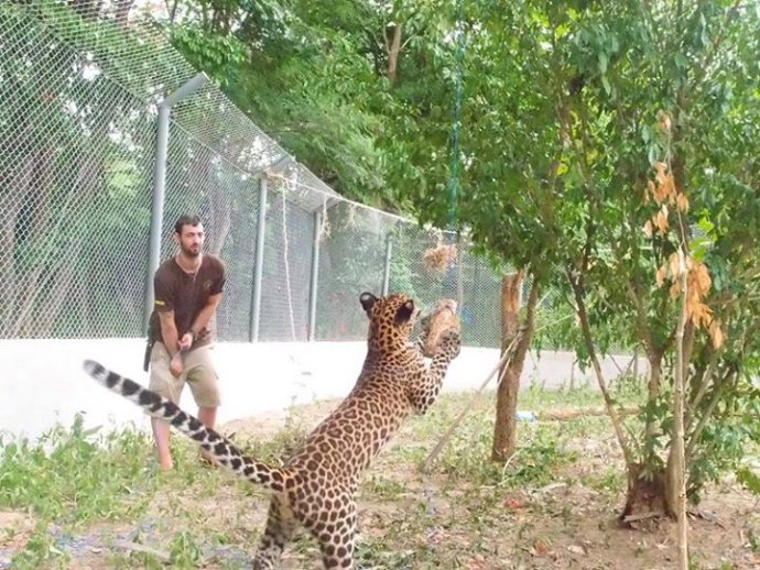 Big cat volunteers think up enrichment activities to keep the animals happy