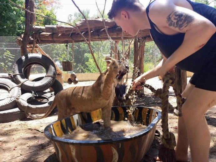 Washing and cleaning a lion