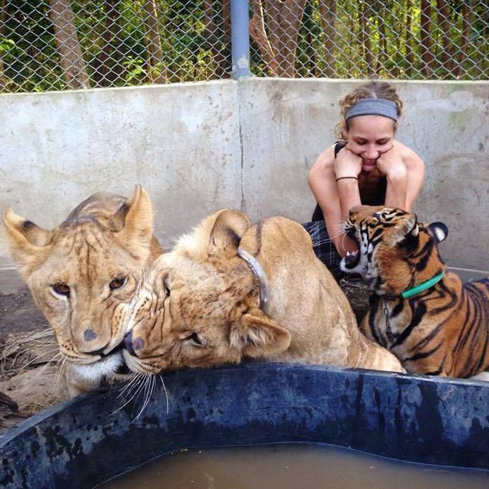 Volunteering with big cats in Thailand us an affordable way to volunteer