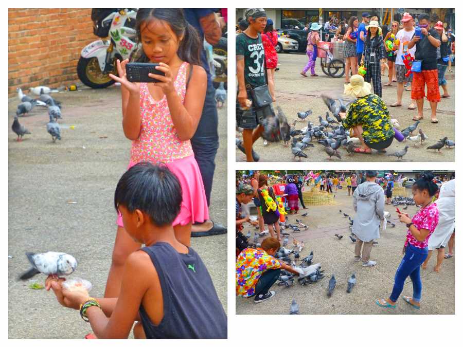 Thapae Gate pigeons