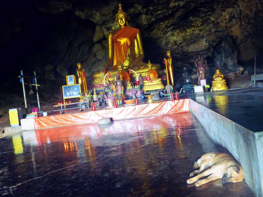 Cave Temple Dog. Sai Yok, Thailand