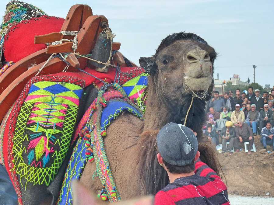 Camel