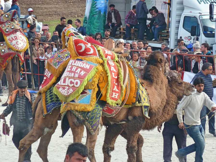 Camels wrestle each other