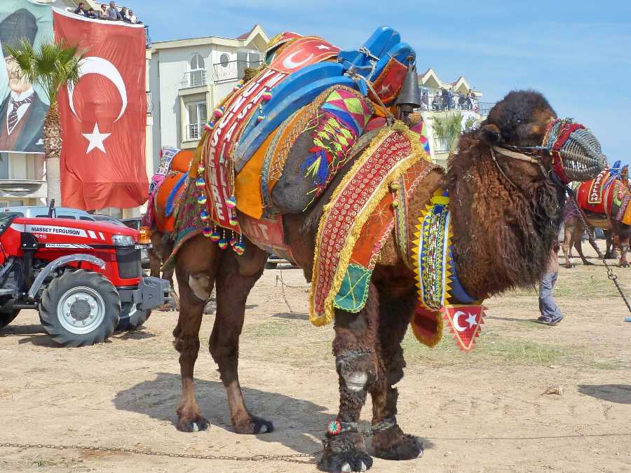 Camel and big Turkish flag
