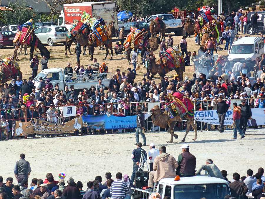A camel is led into the arena