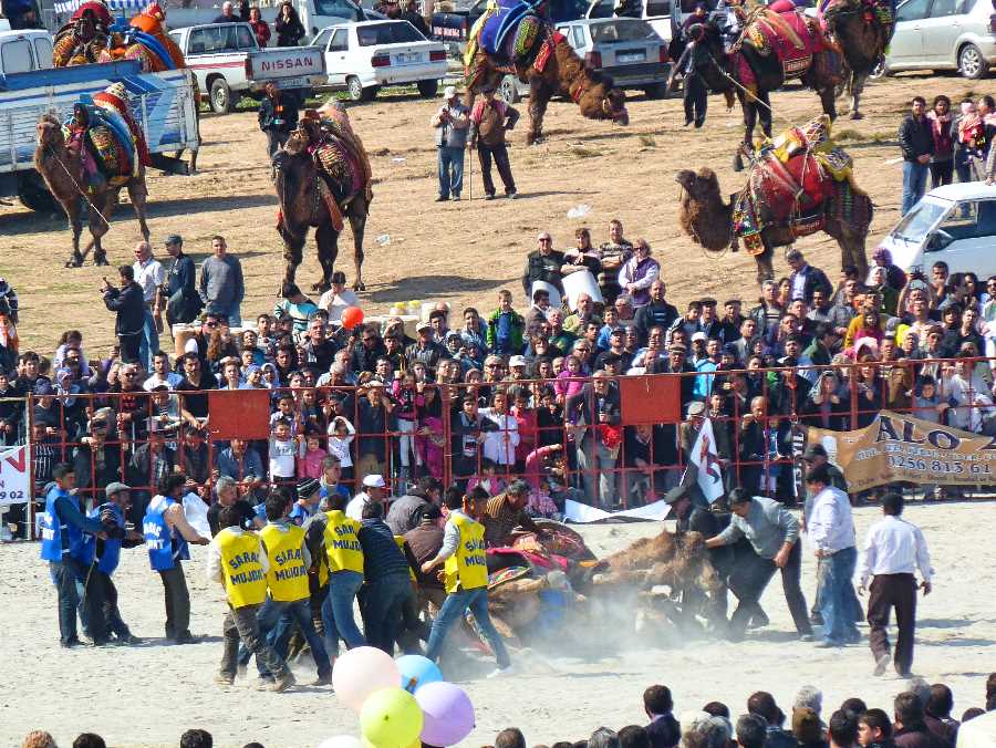 Camels wrestling in Turkey