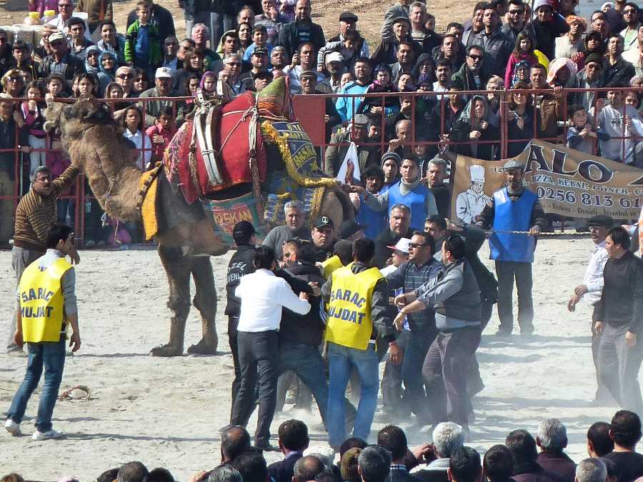 Camel owners fight each other