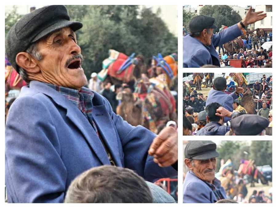 Camel wrestling spectator
