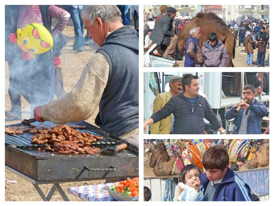 Scenes at the camel wrestling in Didim, Turkey