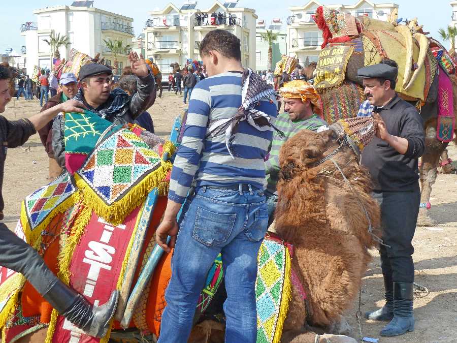 A tarted up camel in Altinkum, Turkey