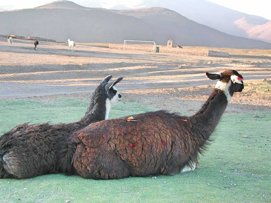 There’s Llamas on the pitch. They think it’s all over. It is now.