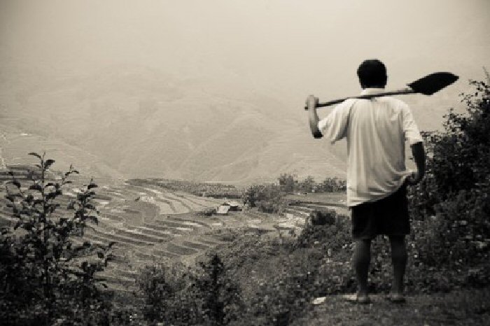 Man surveying the rice paddies outside Sapa, Vietnam.
