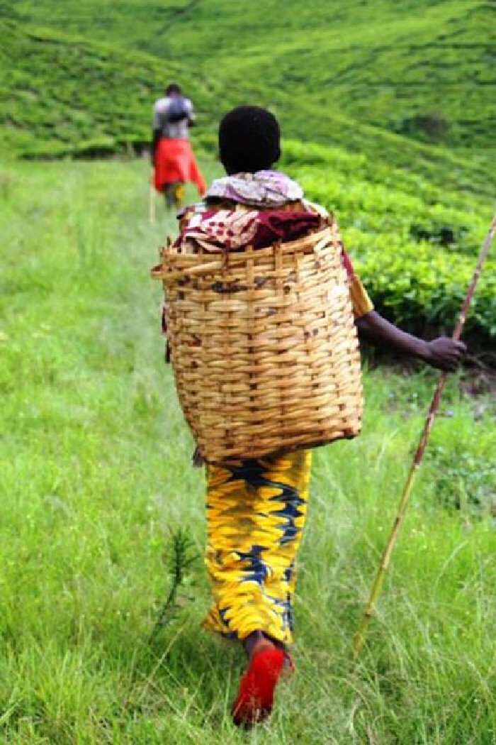 Two tea pluckers on the way to work in Tanzania.