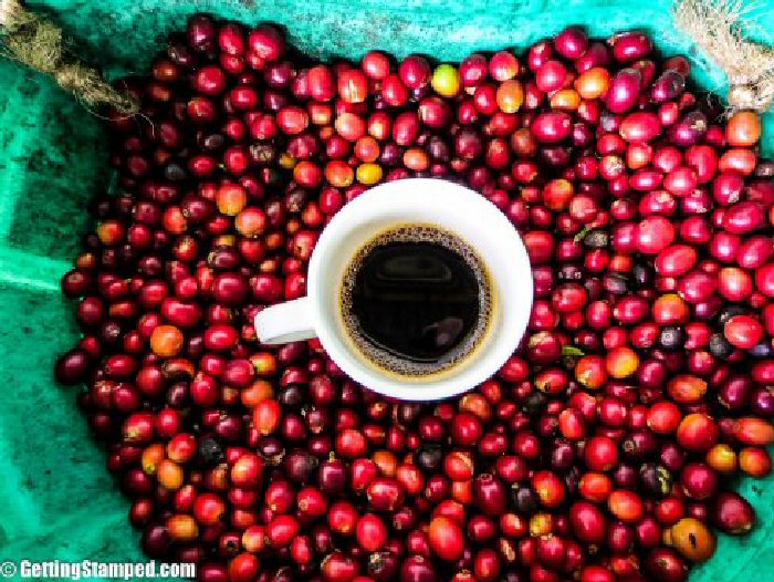Volunteering in the coffee fields of Colombia.
