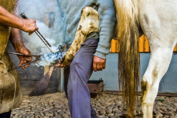 A traditional blacksmith and his assistant putting a hot shoe on a horse.