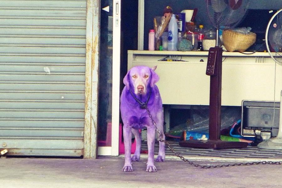 Paid Travel Jobs Abroad, Backpacker & Volunteer Work