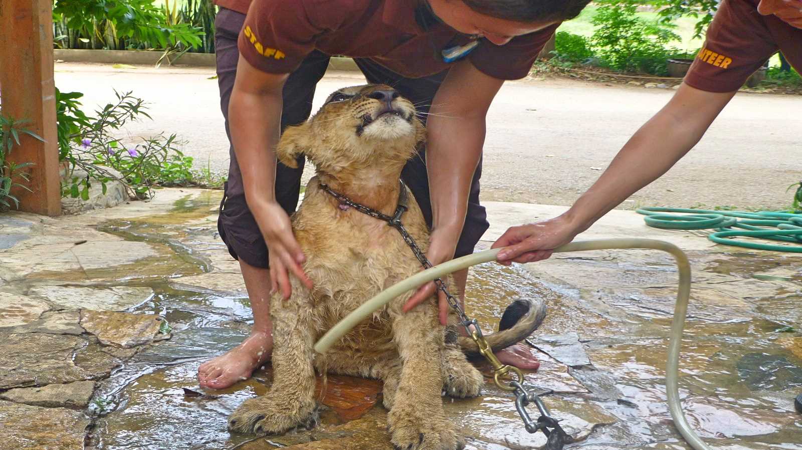 Free Voluntary Work Abroad