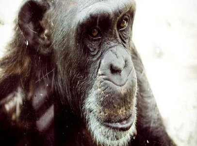 Enjoy the experience of witnessing chimpanzees living life as they were meant to live it. Volunteers pitch in wherever they are needed.