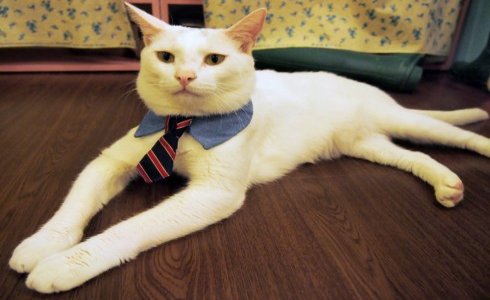 Teachers in Korea should be smartly dressed. Even their cats have a dress code