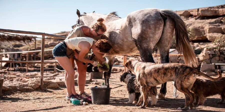Read more about the article Animal Sanctuaries In The Canary Islands