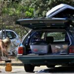 Backpacker driving jobs