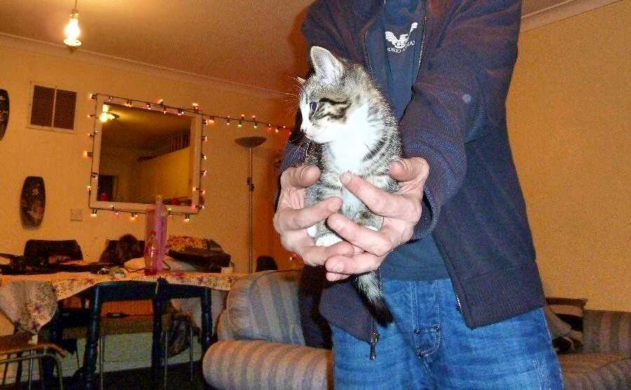 It is only a small step to keeping 15 cats and a bewildered dog for company