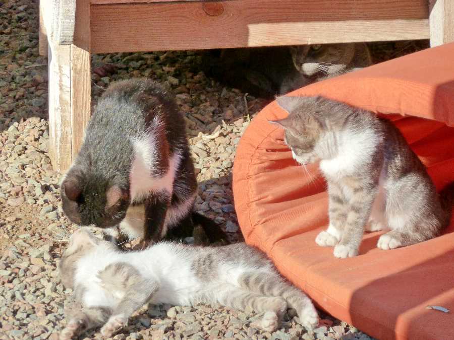 I don’t have any photos of the day Mubarak resigned but these kittens might make you feel as happy as most Egyptians did that day