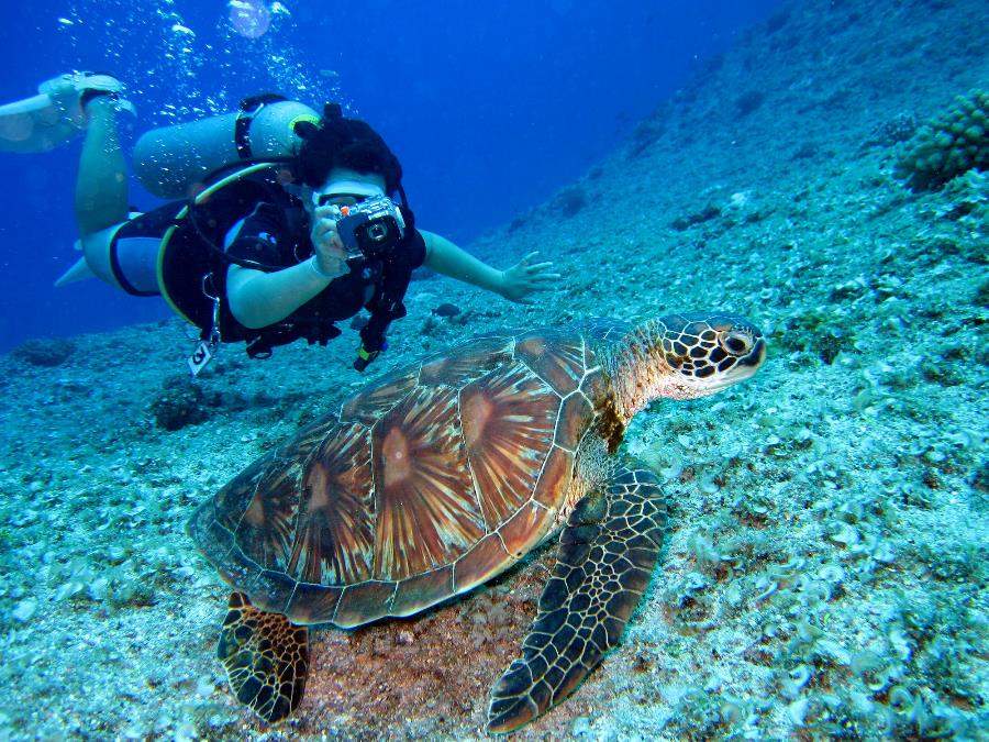 A diver photgraphs a turtle