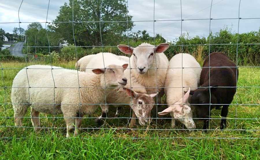 Sheep in the garden