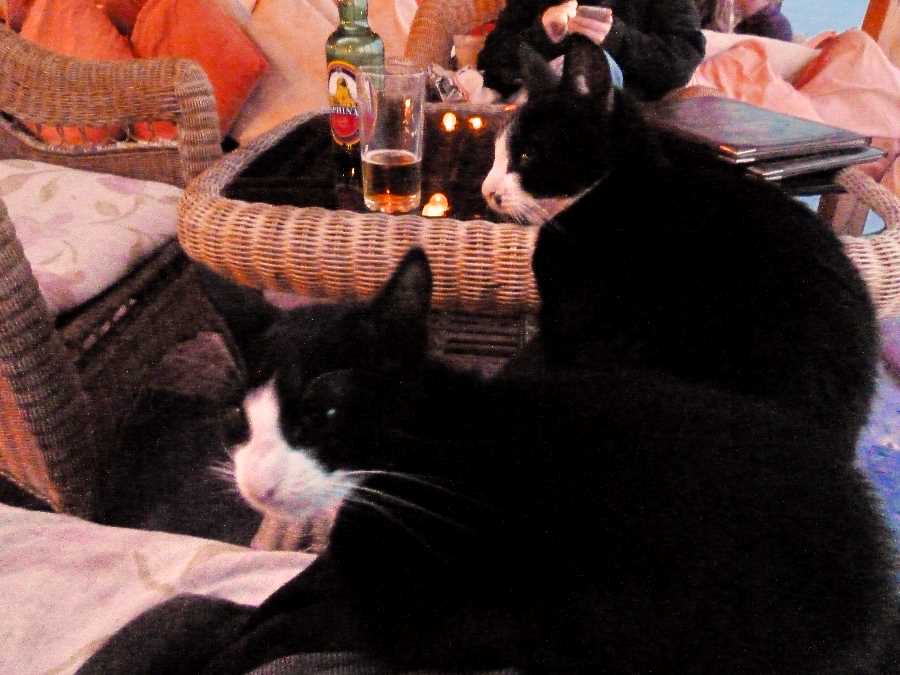 In the company of beer and cats. Again.