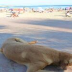 Tourist resort dog