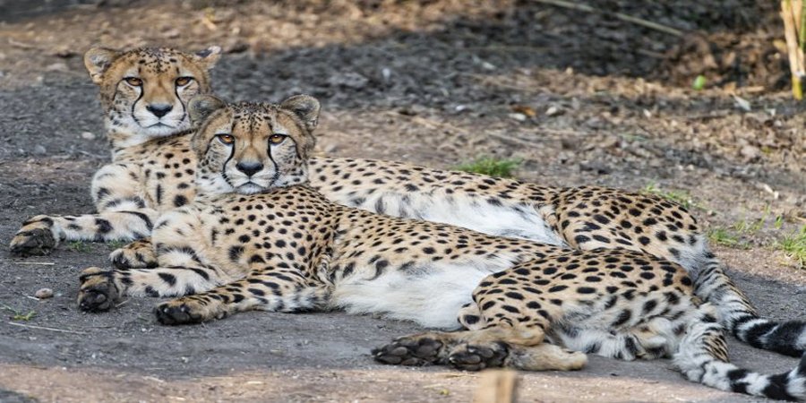 Conservation gap years in Africa