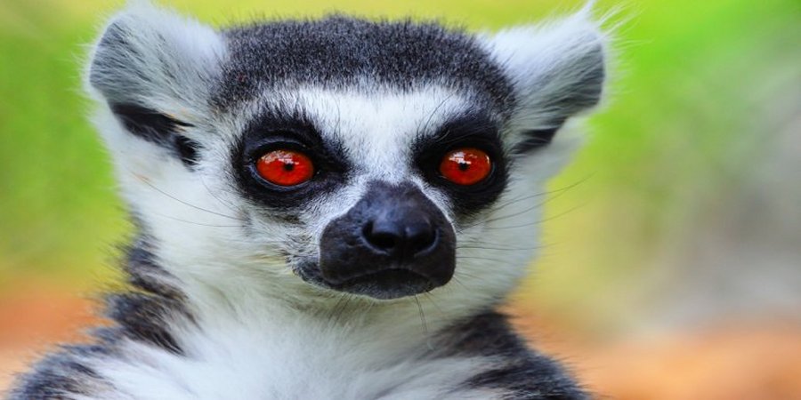 A gap year expedition to the Madagascar Lemur project