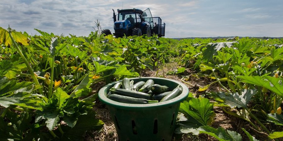 Read more about the article Harvest Guide To Australia