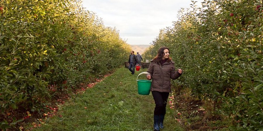 Fruit Picking
